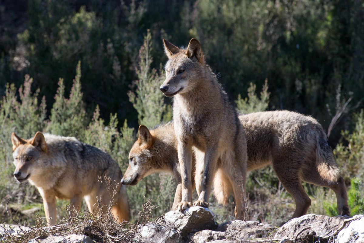 Varios lobos ibéricos del Centro del Lobo Ibérico en localidad de Robledo de Sanabria, en plena Sierra de la Culebra (lugar de mayor concentración de este cánido en el Sur de Europa). El Centro al