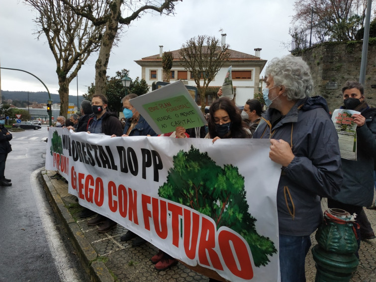 El Plan Forestal aprobado permite más eucalipto hasta 2025 y después una reducción ínfima hasta 2040