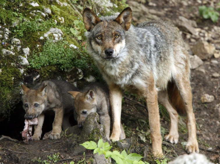 La Xunta lleva hasta Bruselas la decisión del Gobierno de España de proteger al lobo ibérico frente a la caza