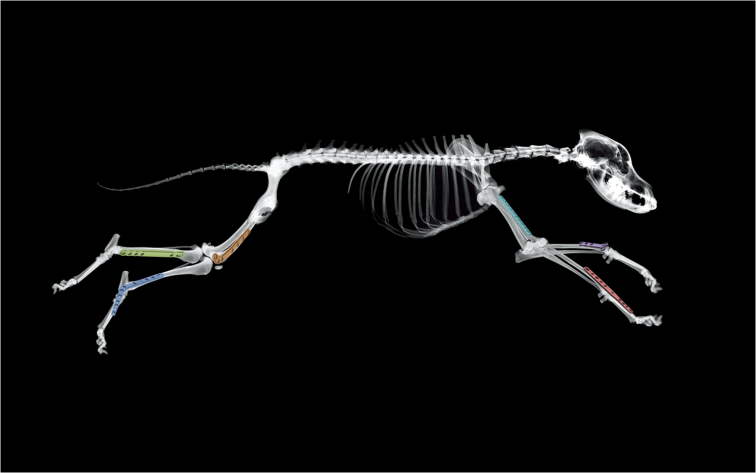 Beta Implants, ortopedia para animales, busca multiplicar sus empleados en nueva planta en la Plisan