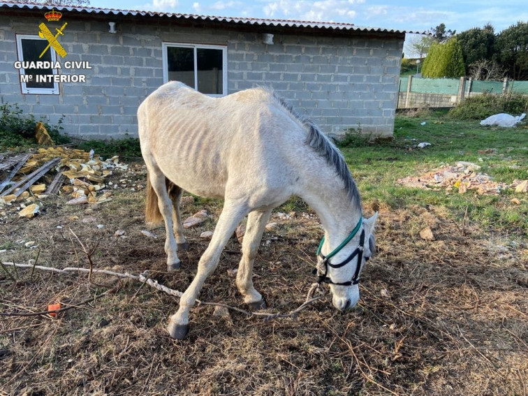 Investigan a dos hombres, vecinos de Cerceda y A Coruña, acusados de maltratar a un caballo desnutrido