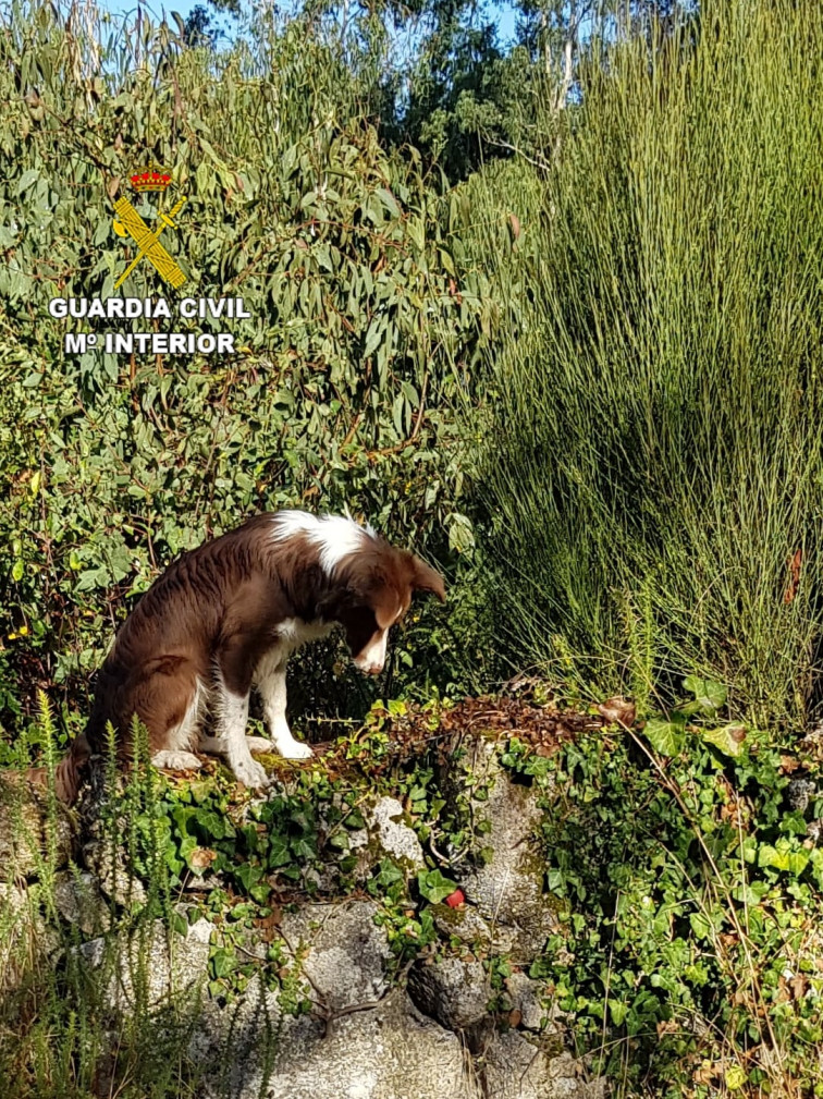 Vecino de Samos acusado de maltrato animal por colocar cebos envenenados contra la fauna salvaje