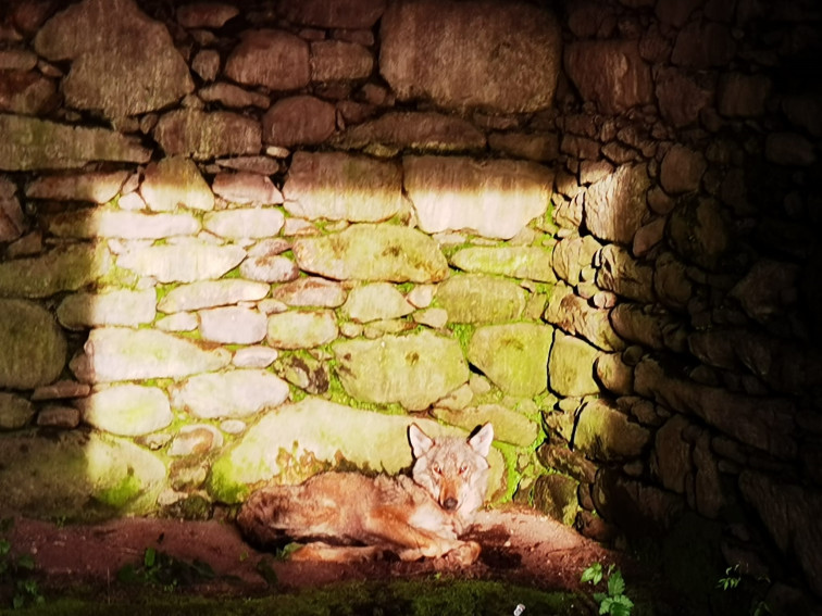 Localizan y rescatan a un lobo enfermo que se escondía en una casa abandonada en Castroladín, Cuntis