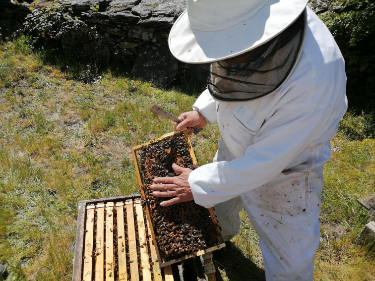 Una explotación apícola de Viana do Bolo a la vanguardia de la lucha contra un parásito habitual de las abejas