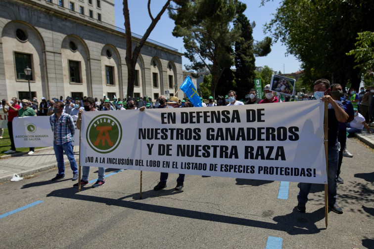 Trasladar 2.000 lobos de Galicia a otras zonas de la Península, propone Galicia Baleira