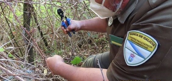 Agentes medioambientales pillan a un cazador furtivo en plena faena con trampas ilegales en Pontevedra