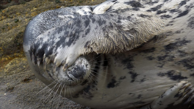 Así es y así hay que cuidar a Doqui, el lobo marino más famoso de Galicia, al que hay que “dejar tranquilo”