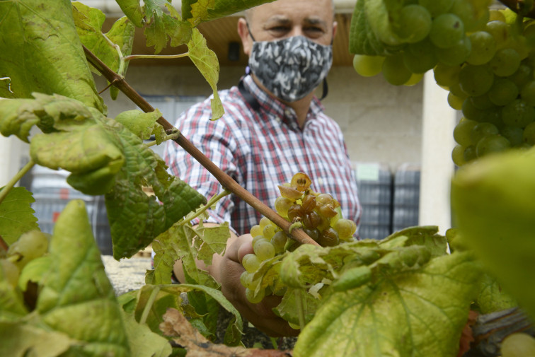 La vendimia en O Ribeiro sufre por tormentas en zonas como Leiro, Carballiño y Cenlle