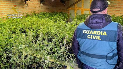 Detienen al propietario de un finca en O Saviñao que cultivaba 259 plantas de marihuana