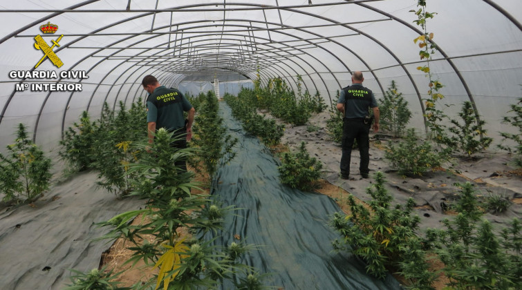 Un invernadero en Silleda escondía 161 plantas de marihuana, incautadas ya por la Guardia Civil