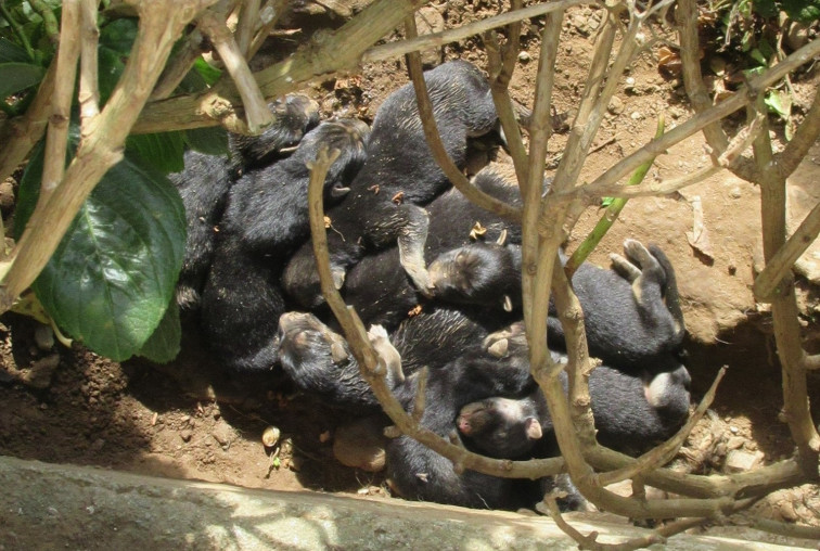 Investigan a un vecino de Ferreira de O Valadouro que abandonó a ocho cachorros, de los que murió uno