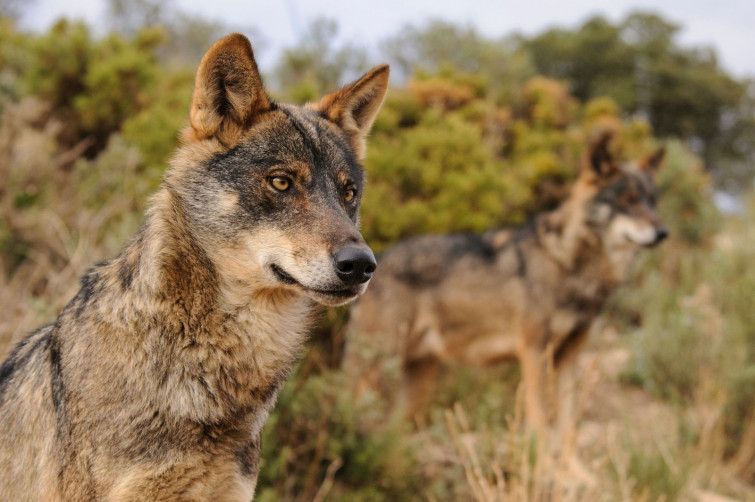 (VÍDEO) Peregrinos se encuentran con un lobo en su ruta hacia Santiago de Compostela