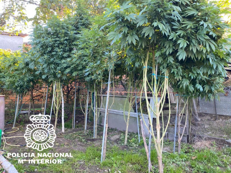 Dos detenidos en Xunqueira de Espadanedo por tener plantas de marihuana de más de tres metros y 100 kilos