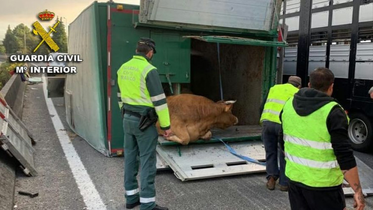 Dos heridos tras volcar el camión con el que transportaba vacas en O Porriño, que obliga a cortar la A-55