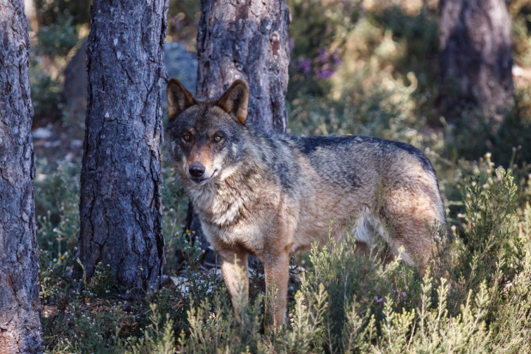 La protección del lobo es 