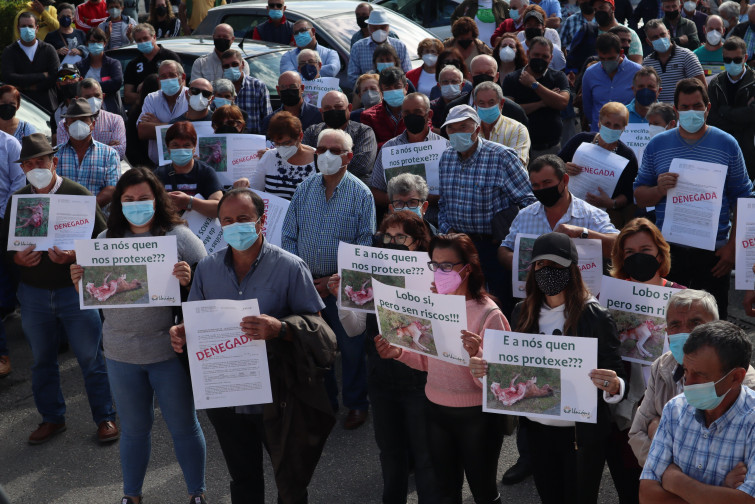 Ganaderos ganan la primera batalla al admitir la Justicia su recurso contra la prohibición de la caza del lobo