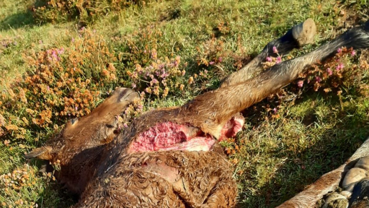 Pocas, mal y tarde: así son las ayudas a ganaderos de la Xunta, cuyas batidas han cazado solo un lobo desde 2013