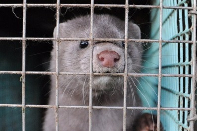 Enésimo brote de coronavirus en una granja gallega de visones, esta vez en Carral​