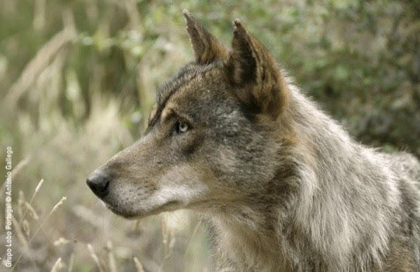 Galicia llega hasta Bruselas en su lucha para que el lobo no sea una especie protegida en toda España