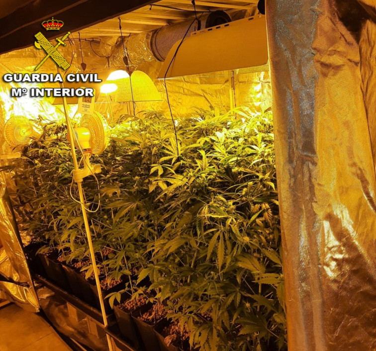 La Guardia Civil decomisa casi 200 plantas de marihuana en A Cañiza e investiga al propietario de la casa