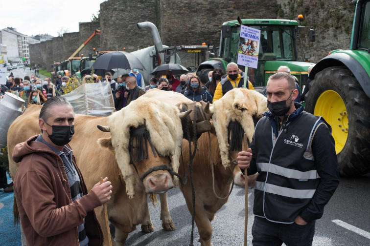 Vacas y tractores para bloquear el tráfico en Lugo este martes en la manifestación de ganaderos