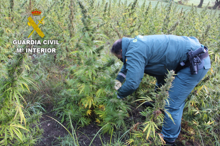 La Guardia Civil descubre una plantación al aire libre con más de 2.500 plantas de marihuana en Outes