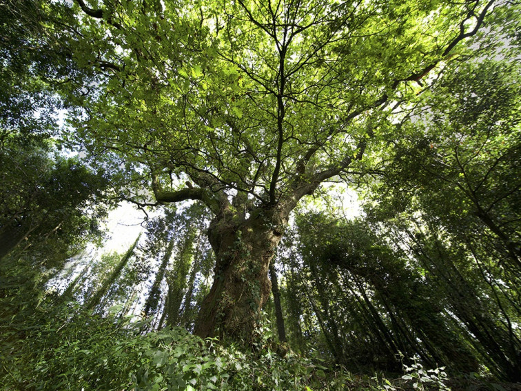 El carballo de Conxo es el 'Árbol Español 2022' y competirá por el galardón a nivel europeo