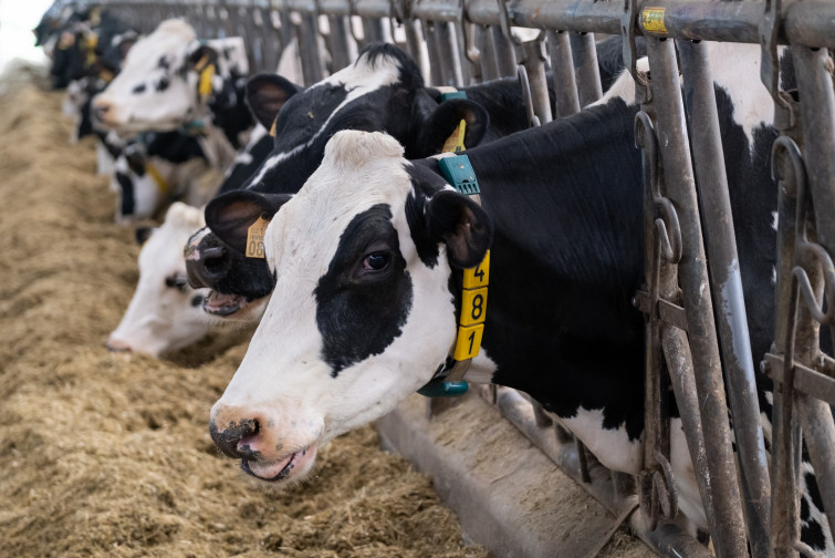 El sector del lácteo ante su mayor crisis por el paro de los transportistas: leche podrida y animales muertos de hambre ​