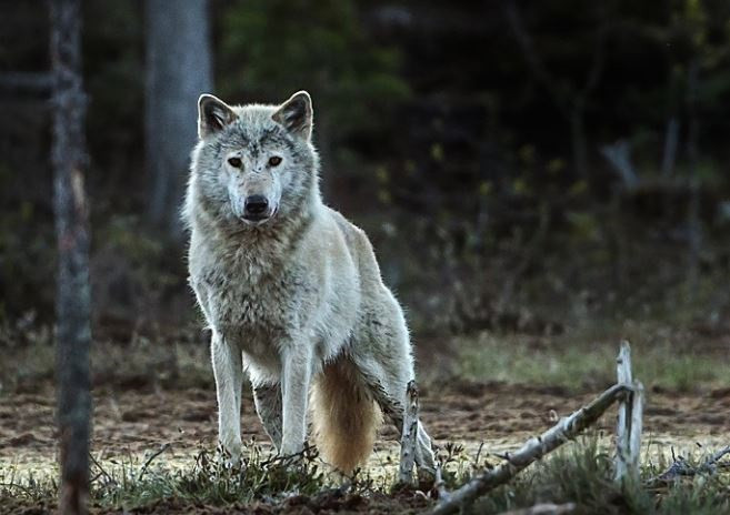 Las cuatro comunidades loberas rechazan el borrador de la nueva estrategia estatal del lobo, que sigue estancada