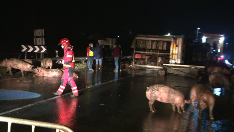 Vuelca un camión que transportaba cerdos en Melide y provoca el corte de la N-547 por animales en la calzada​