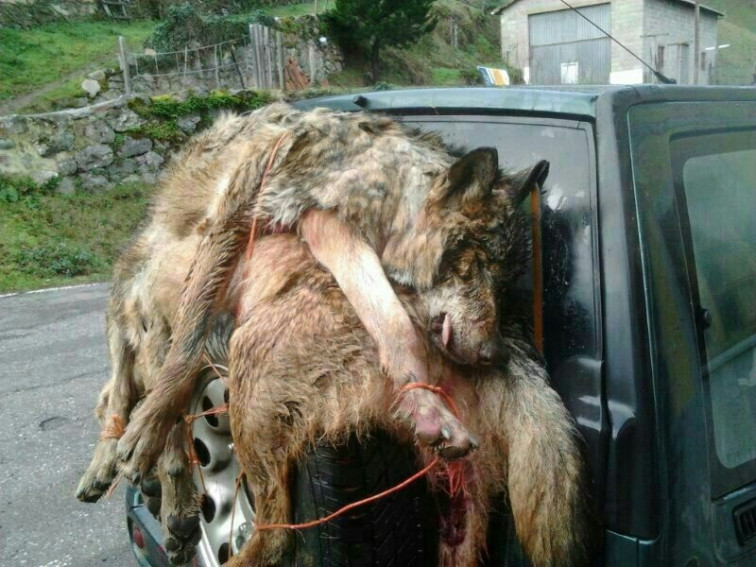 Ecologistas en Acción reclama a Galicia que cumpla la ley y proteja a los lobos, que están siendo envenenados ​