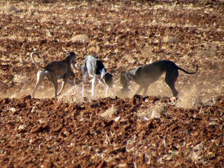 ​La Ley de Bienestar Animal “no contempla la segregación” de los perros de caza, pese a los intentos de Agricultura