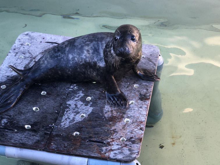 IGAFA rescata a un lobo marino herido encontrado en Muxía y al que creen que atacó un perro