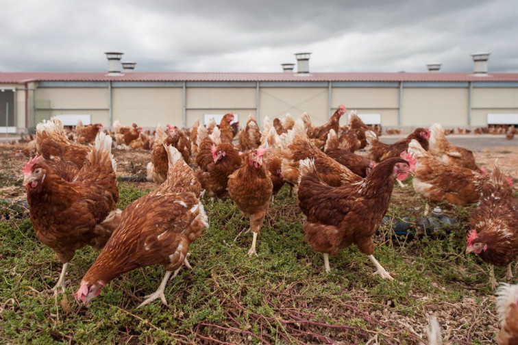 ​El Corte Inglés refuerza su compromiso con el bienestar animal en productos como el pollo, huevos o embutidos