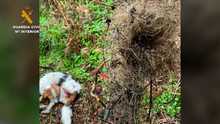 Buscan al responsable de colocar lazos para cazar jabalís en Malpica, en los que quedó atrapado un perro​