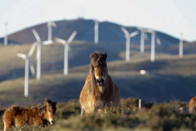 Un caballo observa los aerogeneradores del Parque eólico de Tronceda, en la Serra do Xistral, en la comarca de Terra Cha, a 22 de febrero de 2022, en Mondoñedo, en Lugo, Galicia (España). La nueva ley de eólicos que prepara la Xunta de Galicia genera male