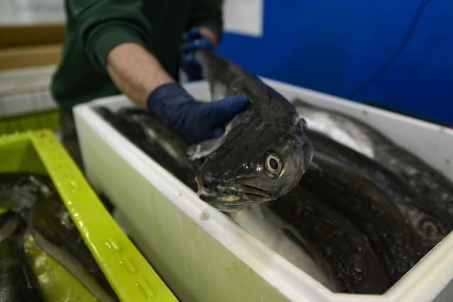 Un operario maneja pescado en una caja, en la lonja de A Coruña, a 18 de marzo de 2022, en A Coruña, Galicia (España).