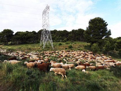 Naturgy utiliza un modelo pionero de pastoreo para controlar la vegetación en los tendidos eléctricos de Vilariño de Conso​