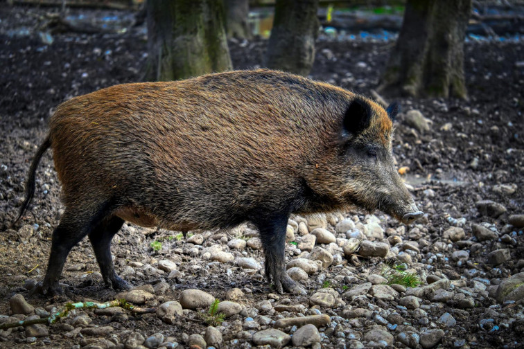 Un jabalí contraataca y deja un cazador herido en Fornelos de Montes (Pontevedra)