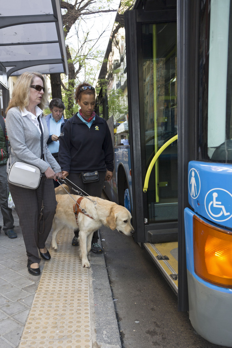 ​Los perros guía de A Coruña exigen su derecho de acceso al transporte público par ayudar a las personas ciegas