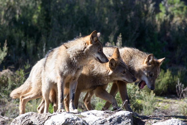 Galicia critica que se apruebe la estrategia para el lobo con el rechazo de comunidades con manadas