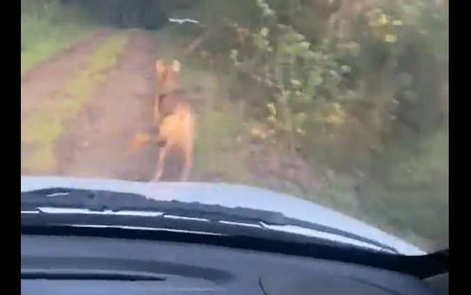 Polémica por el vídeo de Vox Pontevedra: unos ven el peligro del lobo; otros un intento de atropello a una especie protegida