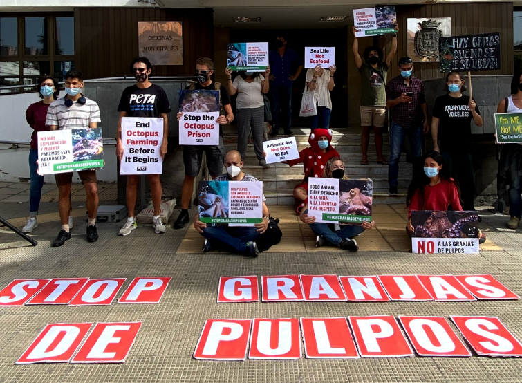 Granja de pulpos: amenaza para la salud pública para sus detractores; arma contra la sobrepesca para Nueva Pescanova