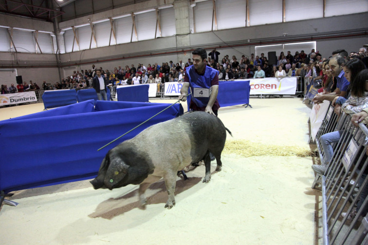 Makelele y Pantalones competirán por ser el mejor 'porco celta' en la feria Abanca Semana Verde de Galicia