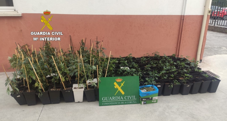 La Guardia Civil encuentra un cadáver y casi 200 plantas de marihuana en una casa de Negreira​