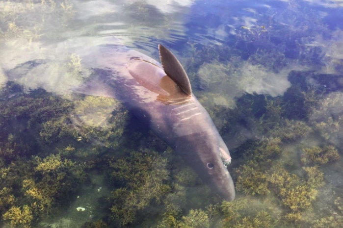 Un tipo de tiburón de más de tres metros aparece por vez primera en Galicia, en Vilanova de Arousa