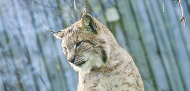 Denuncian muertes de animales en el zoo de Vigo por 