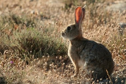 ¿Quieres un conejo? 160 de buscan casa urgentemente por la quiebra de la mayor granja de cría de España