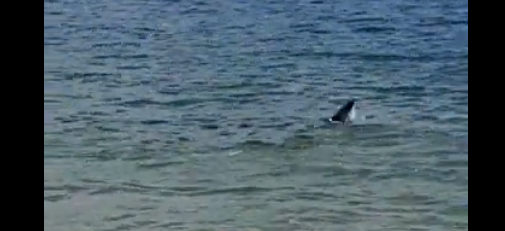 (VÍDEO) Avistan un tiburón en la costa de Oleiros y provoca el cierre de dos playas durante una hora