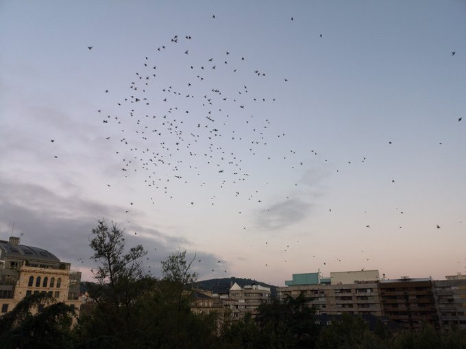 (VÍDEO) Ecoloxistas en Acción denuncia las técnicas “propias de ‘la Purga’” del Concello de Ourense para controlar los estorninos